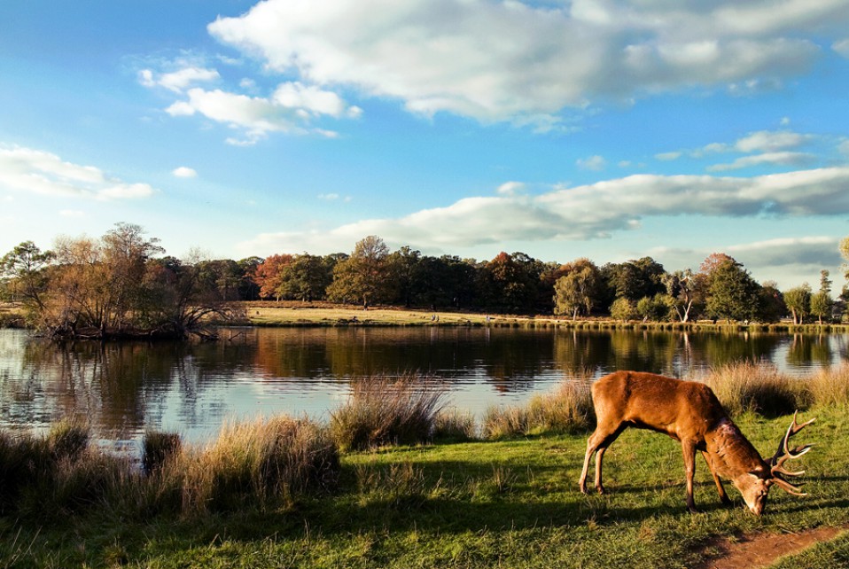 Richmond Park Deers London